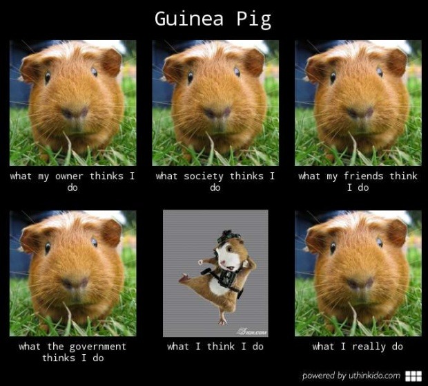 Guinea pig be like - meme