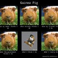 Guinea pig be like