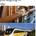Train cat