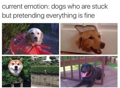 Doggos - meme