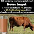 Chocolate Cows