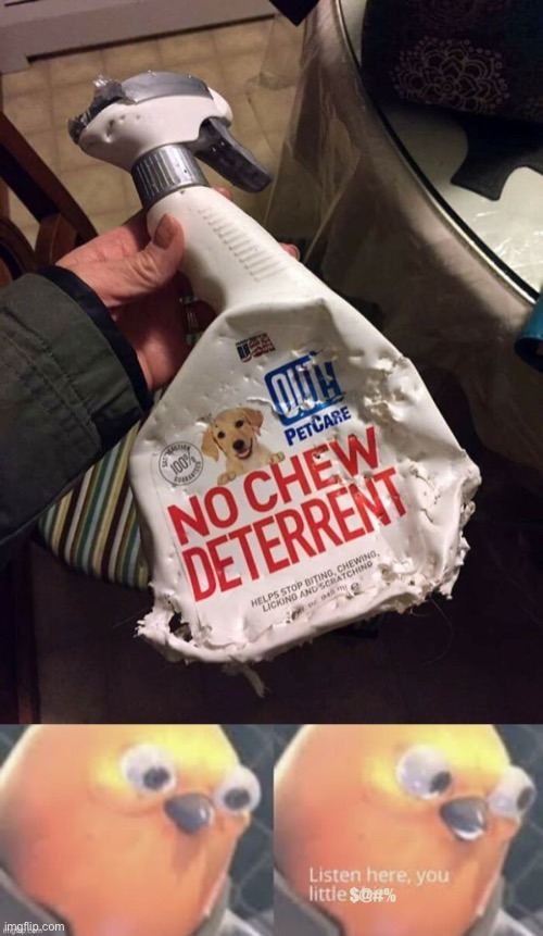 No chew - meme