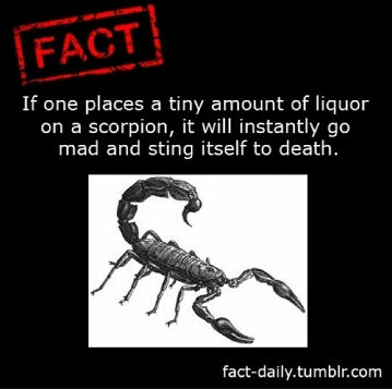 drunk scorpion - meme
