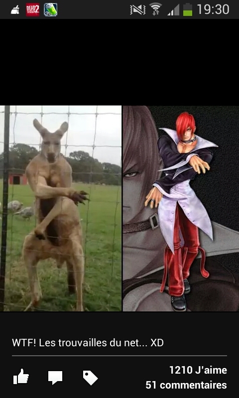 swag le kangourou - meme