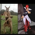 swag le kangourou