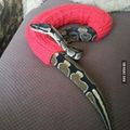mon serpent avait froid :3
