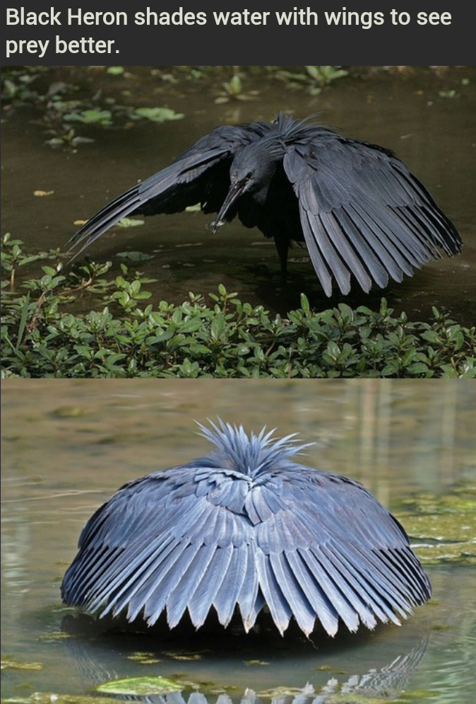 Black heron - meme