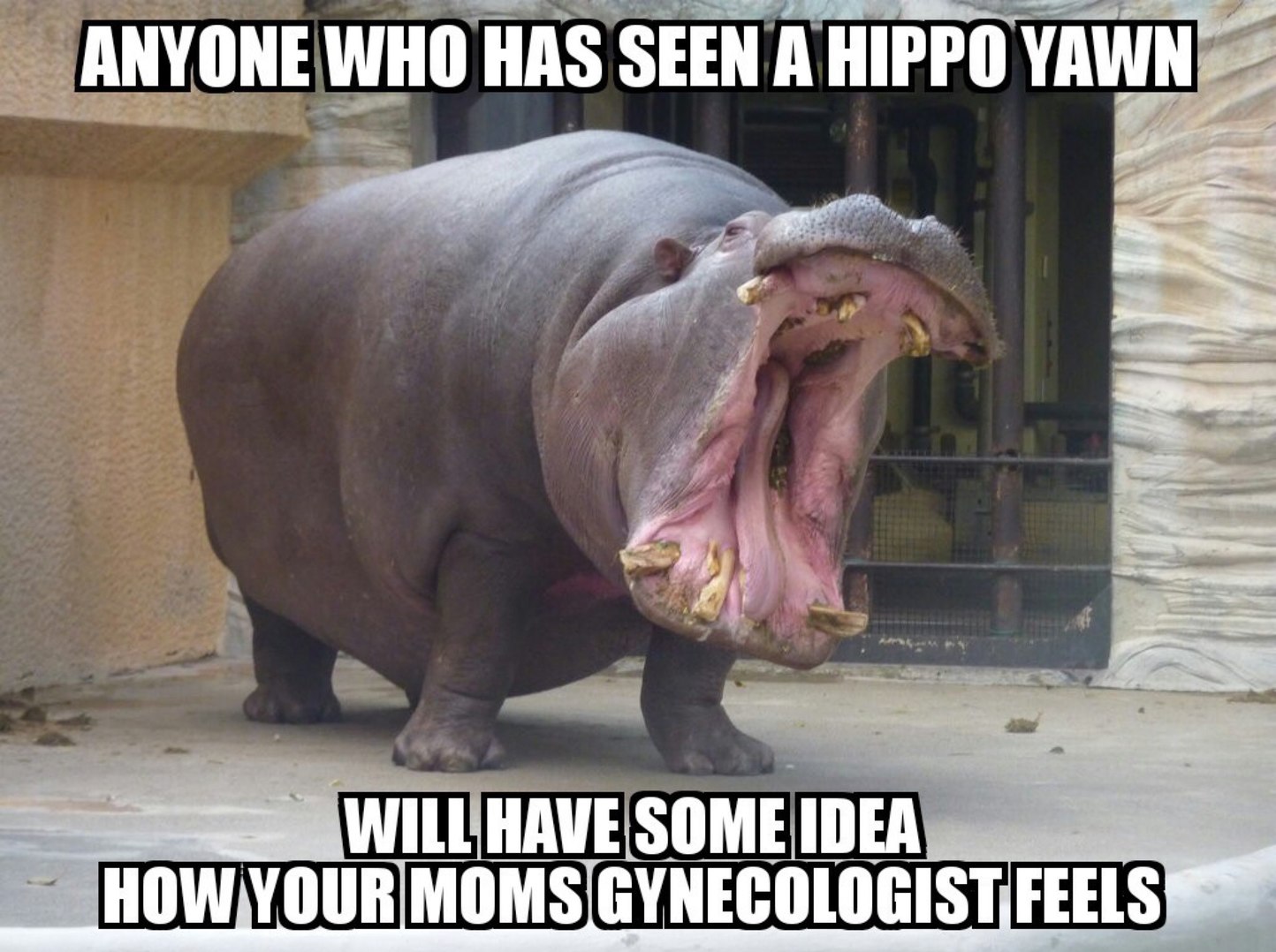 imagine fucking a hippos mouth :scaredyao: - meme