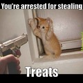 Kitten Criminal