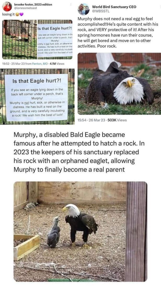 Murphy the eagle tried to hatch a rock, now he's a dad - meme