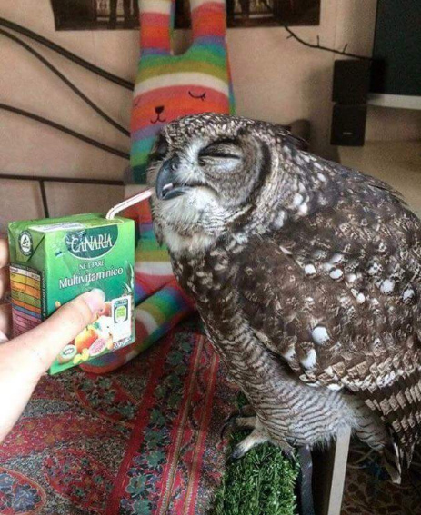 Just an owl drinking some OJ - meme