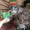 Just an owl drinking some OJ