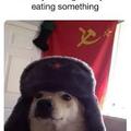 commie dog