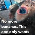 Even monkeys