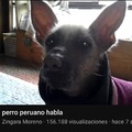 Perro peruano