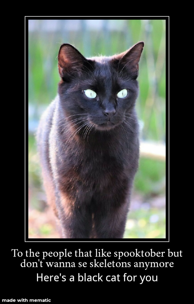 Black cat meme for spooktober