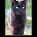 Black cat meme for spooktober