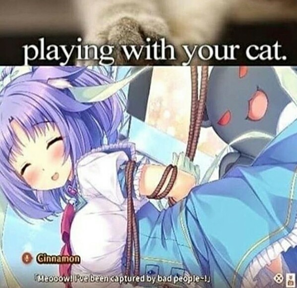 Catgirls = Wholesome  Anime memes funny, Anime funny, Anime memes