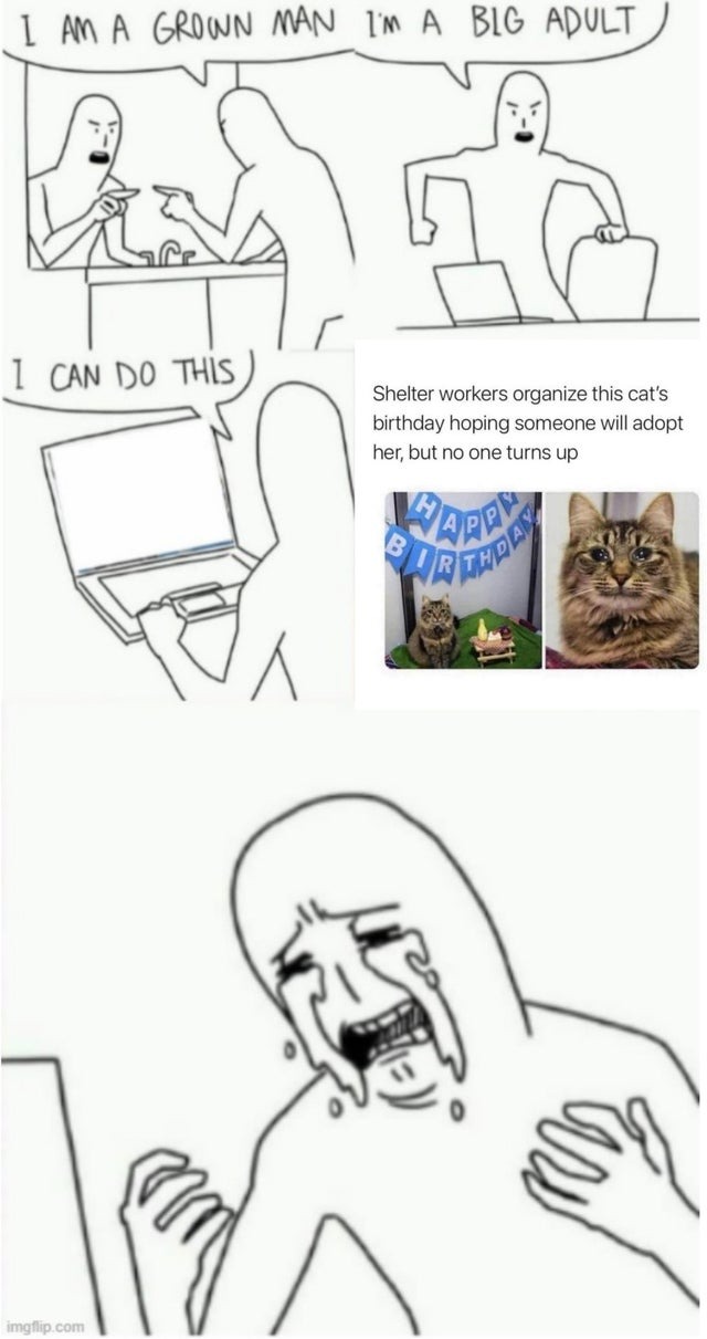 cat funny birthday party meme