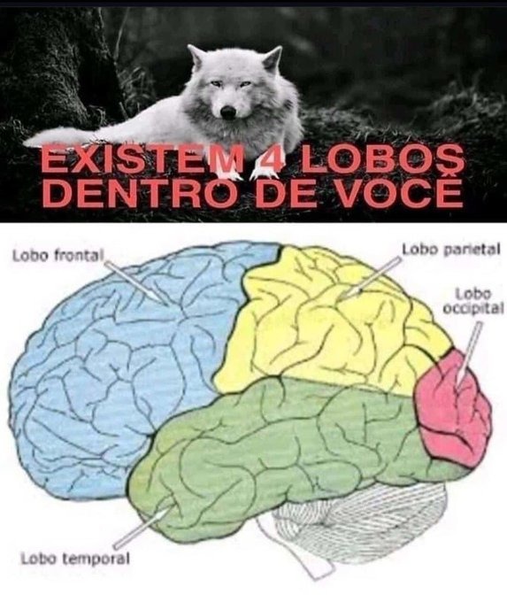 Existen 4 lobulos dentro de ti - meme
