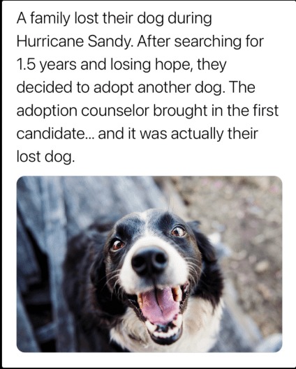 they adopted their own dog - meme