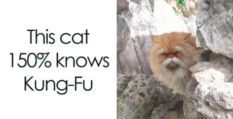 Kung Fu Cat - meme