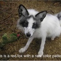 people think it's an arctic fox but it's a red