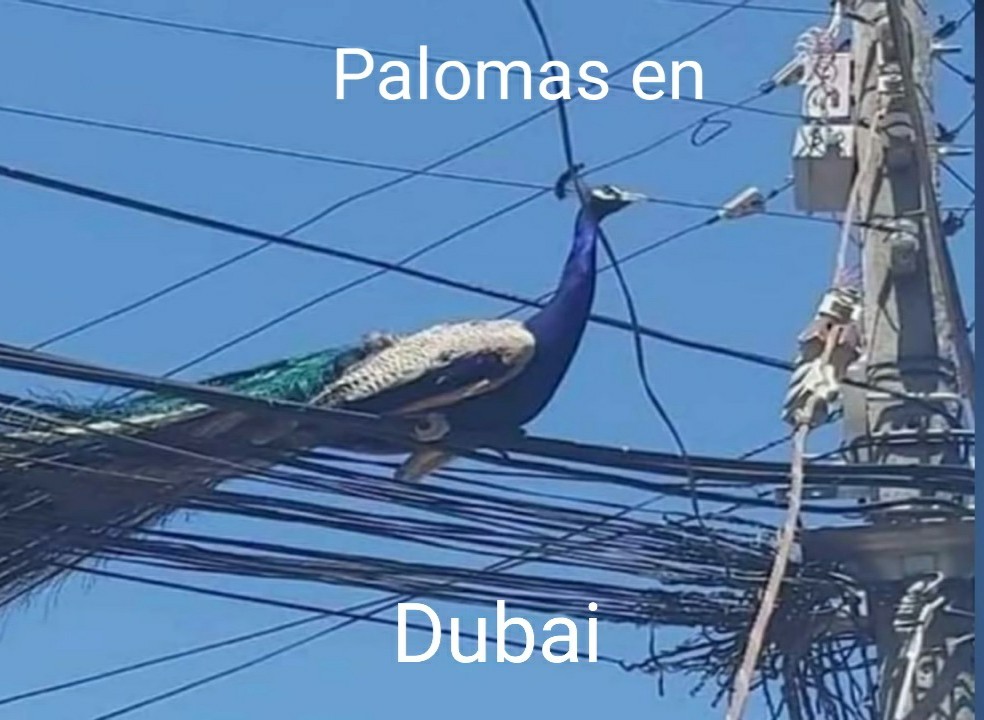 Palomas en Dubai - meme