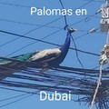 Palomas en Dubai