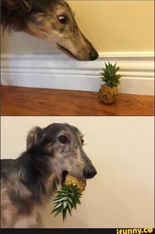 Pineapple dog - meme