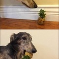 Pineapple dog