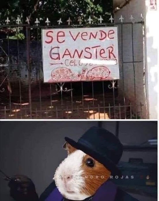 Se vende gangster - meme