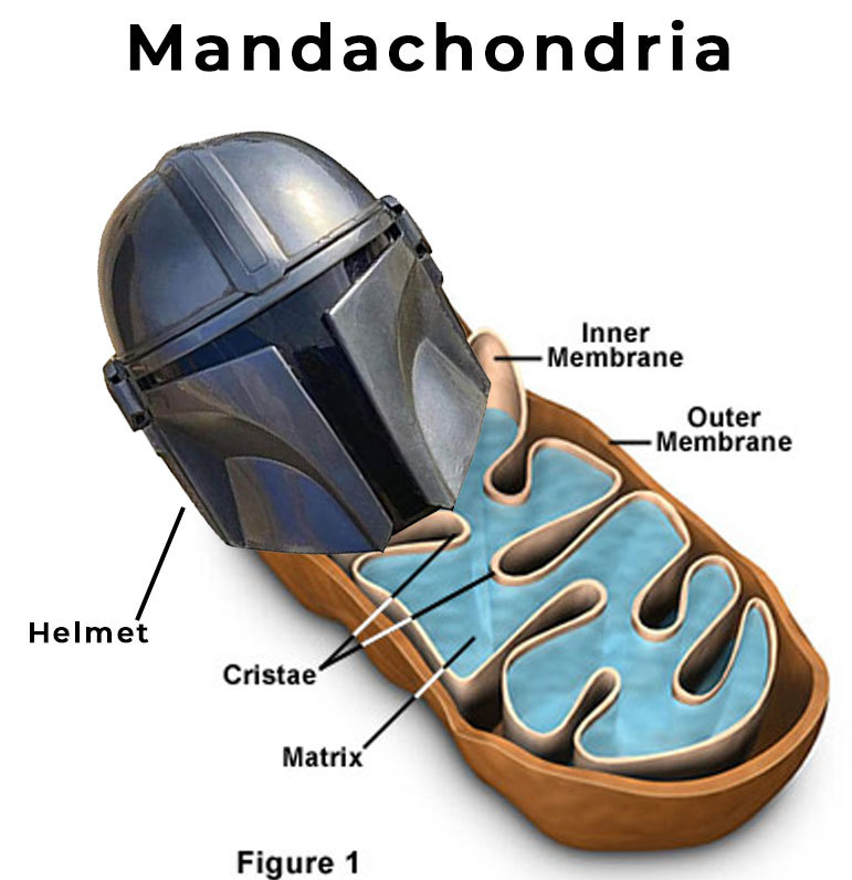 Mandachondria is the powerhouse of the cell. - meme