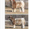 Fluffy milk horse