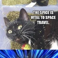 existential spices