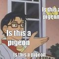 Is this a pigeon