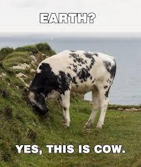 Cow talking to the earth - meme