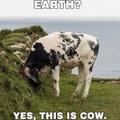Cow talking to the earth