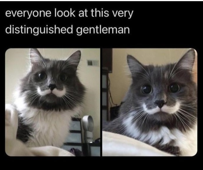 Gentleman - meme