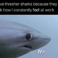 Thresher sharks