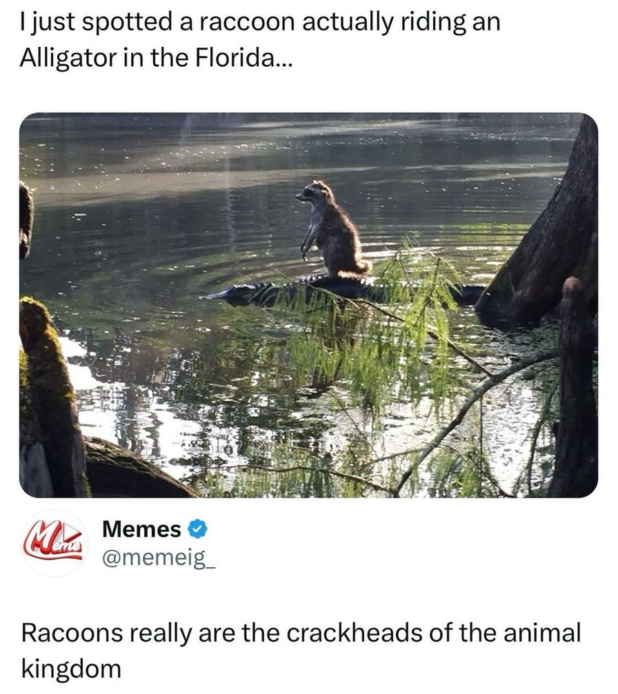 A Florida raccoon - meme