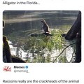 A Florida raccoon