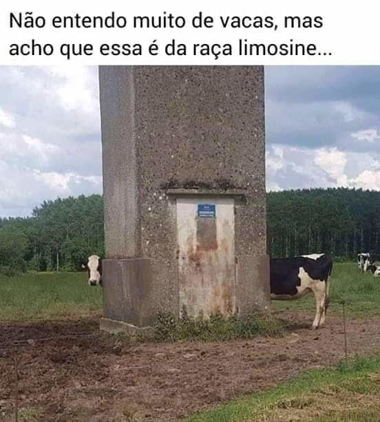 Vaca h - meme