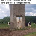 Vaca h