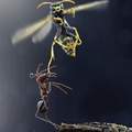 Escenas ineditas de Ant Man and Wasp