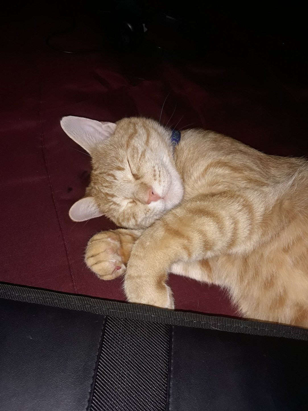 Just a cute picture of my cat sleeping. - meme