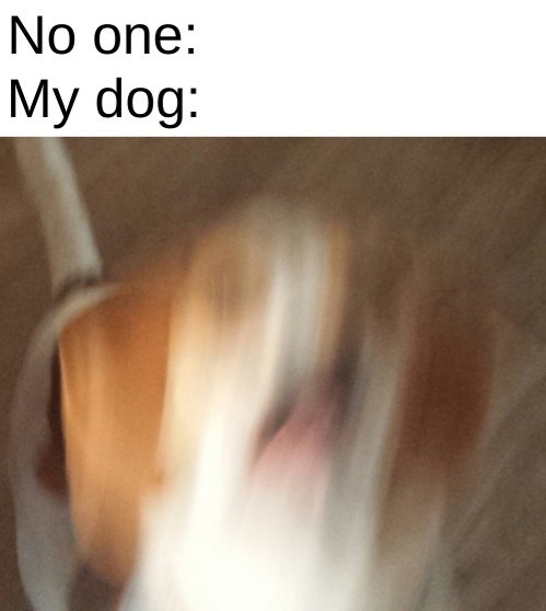My dog just sometimes just goes off at random imaginary things - meme