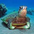 Most judgmental turtle ever
