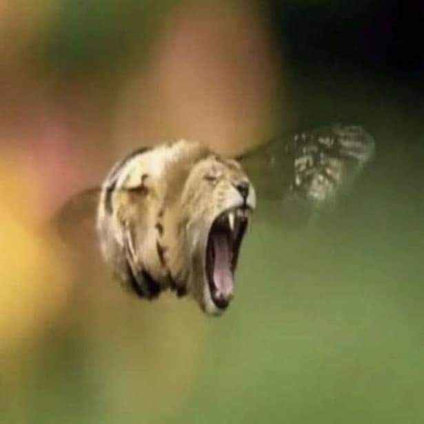 Cursed - meme
