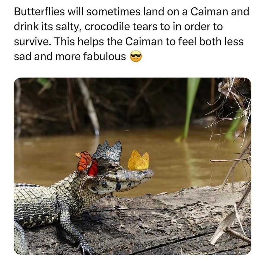 Butterflies be sipping caiman tears like it's Gatorade - meme
